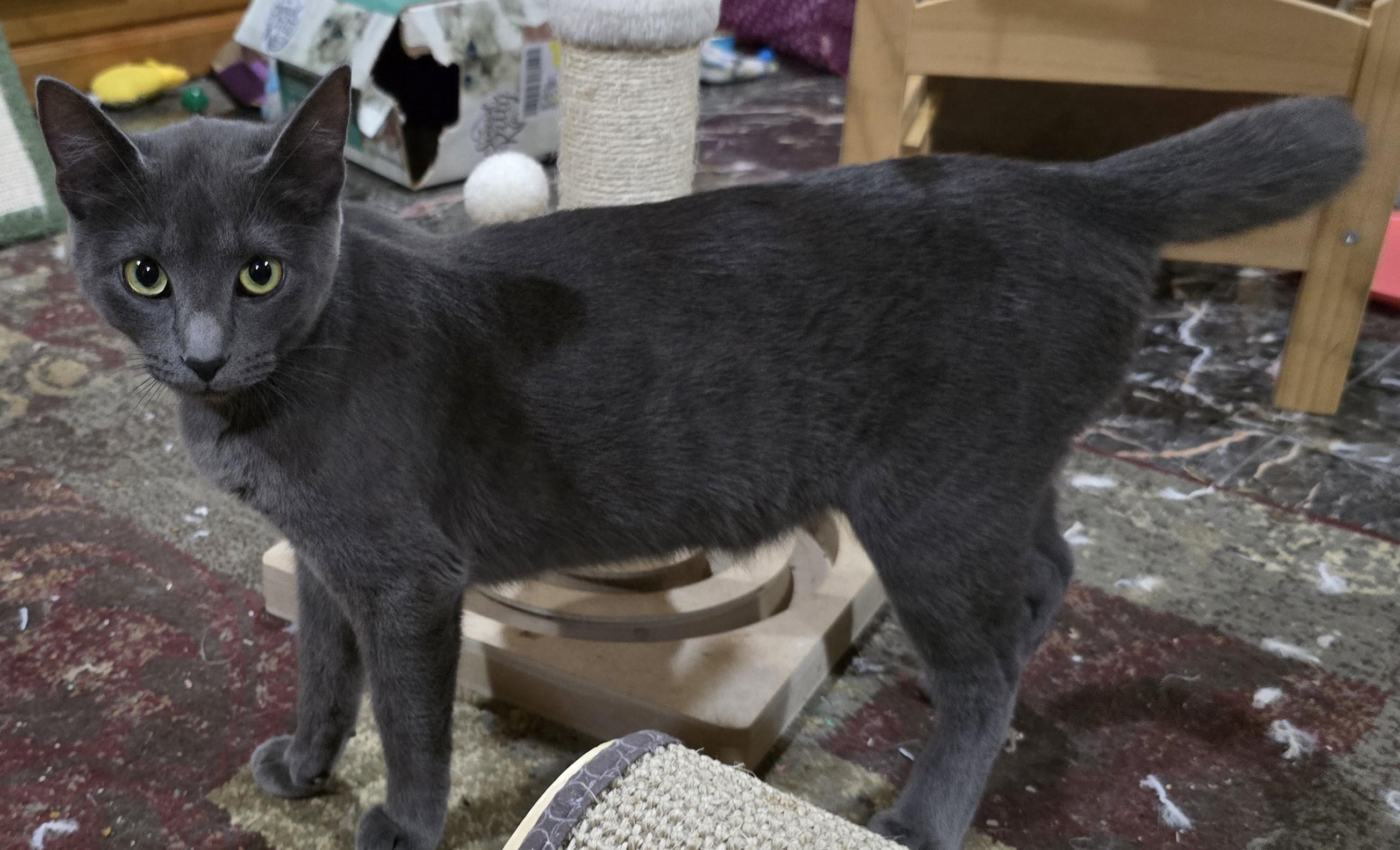 Enlarge Joy, an adopted mixed breed in River Falls, WI image 3/4