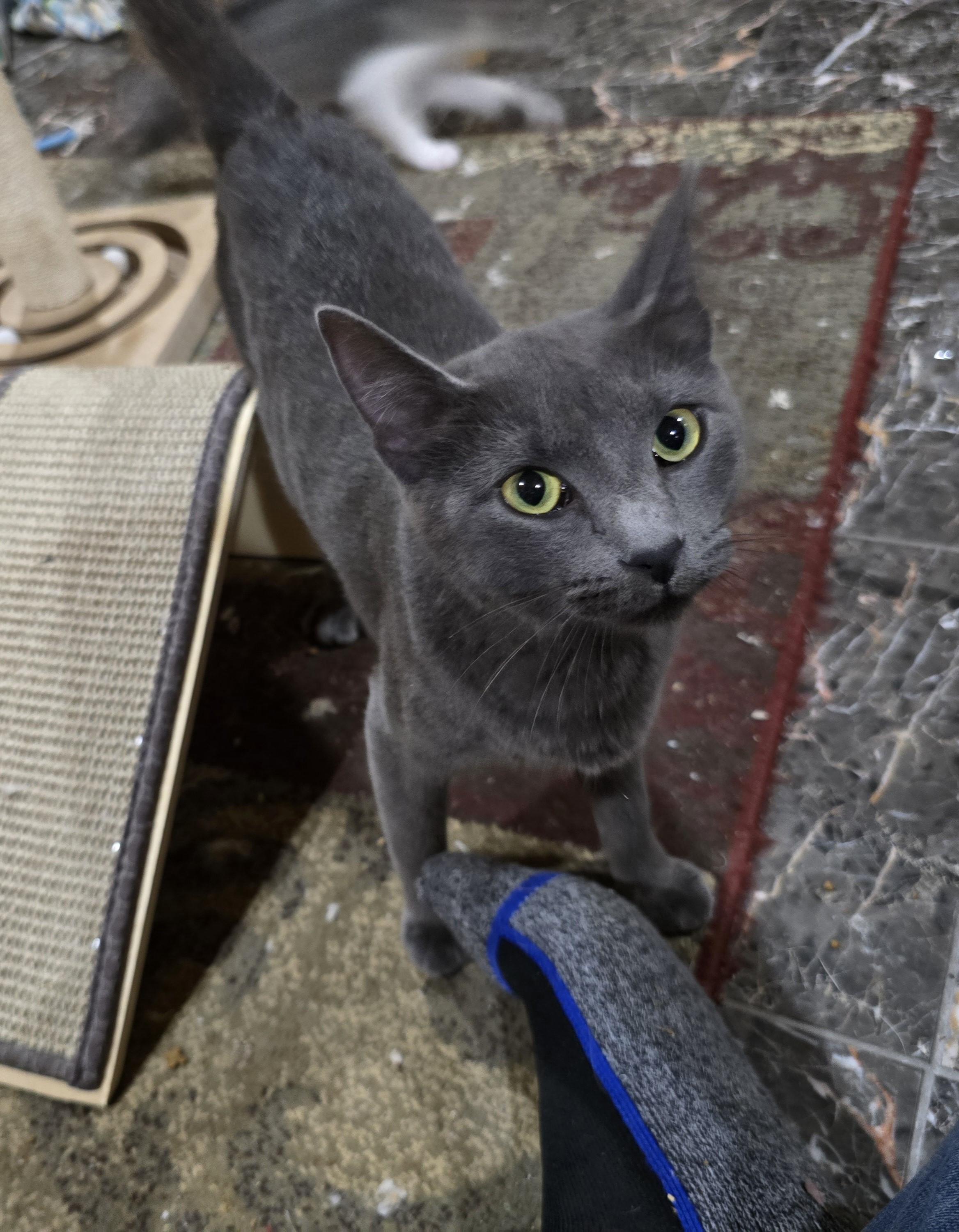Joy, adopted, Young Female Russian Blue & Domestic Short Hair.