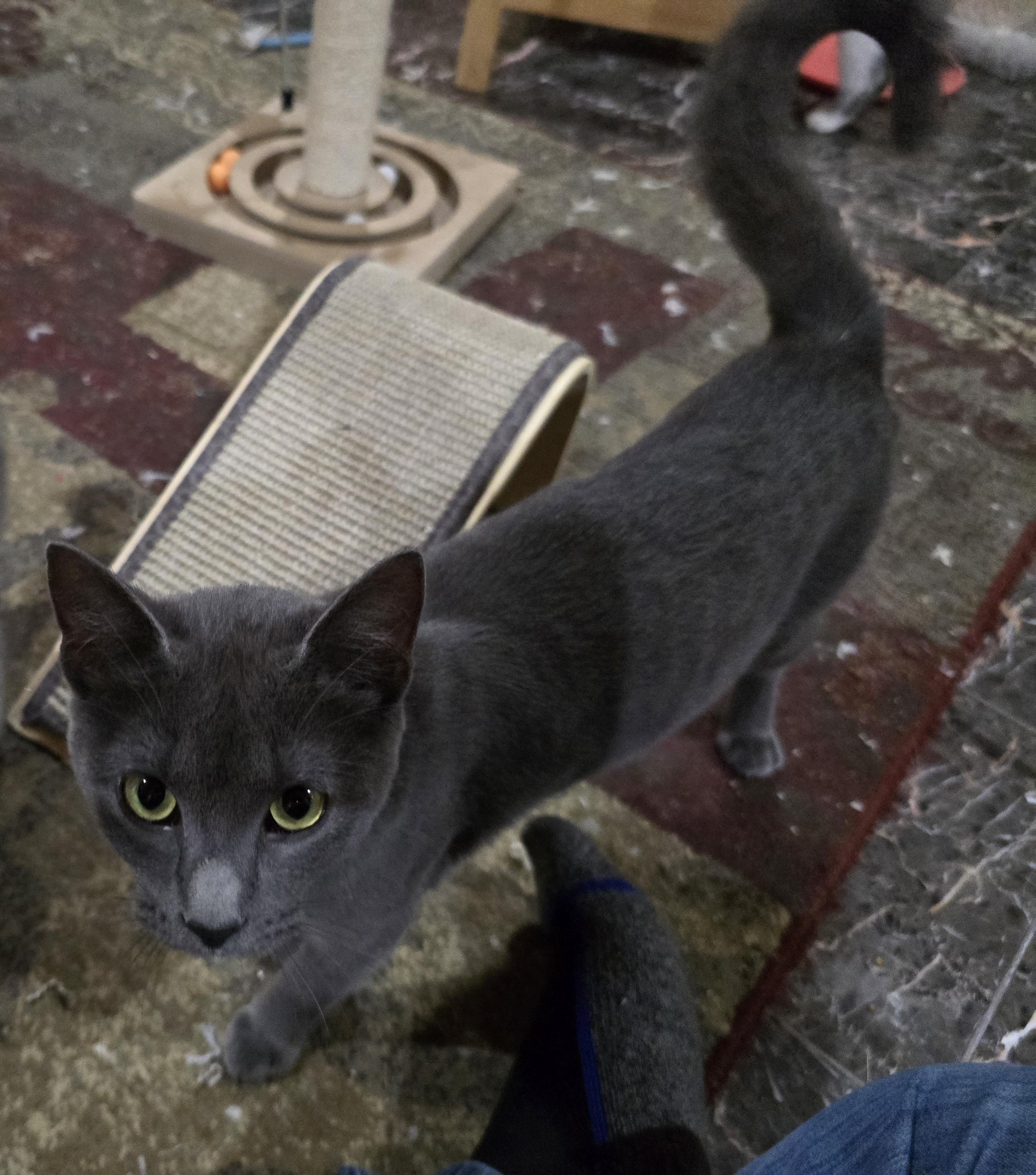 Enlarge Joy, an adopted mixed breed in River Falls, WI image 4/4