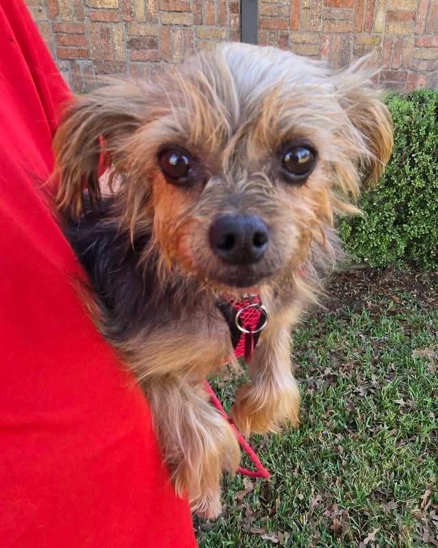 REX, adopted, Adult Male Yorkshire Terrier.