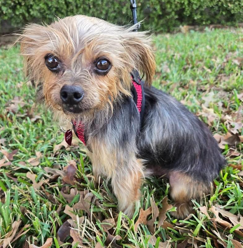 Enlarge REX, an adopted Yorkshire Terrier in Grand Prairie, TX image 3/3