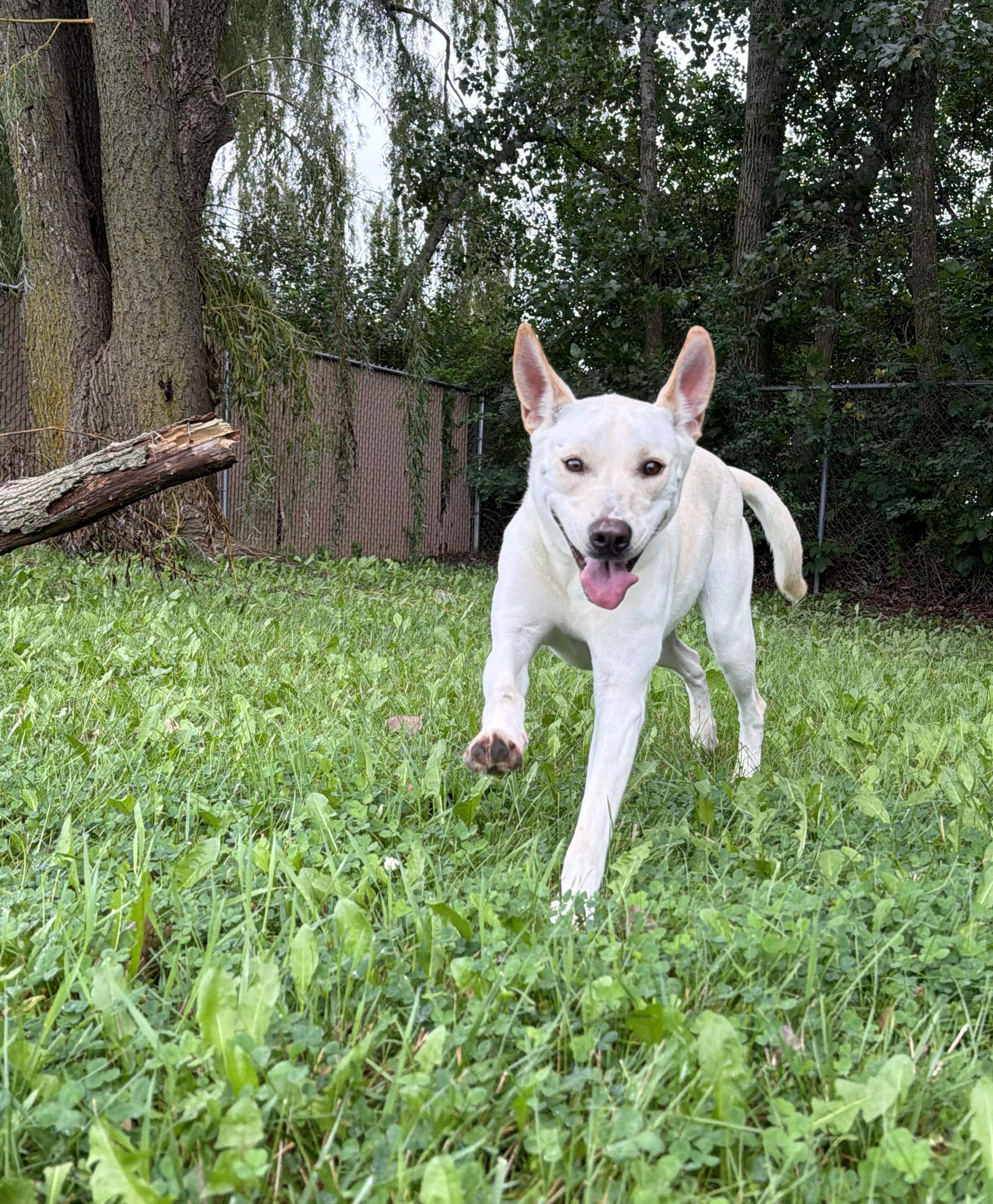 Enlarge Gia, a Adoptable mixed breed in Grayslake, IL image 3/4