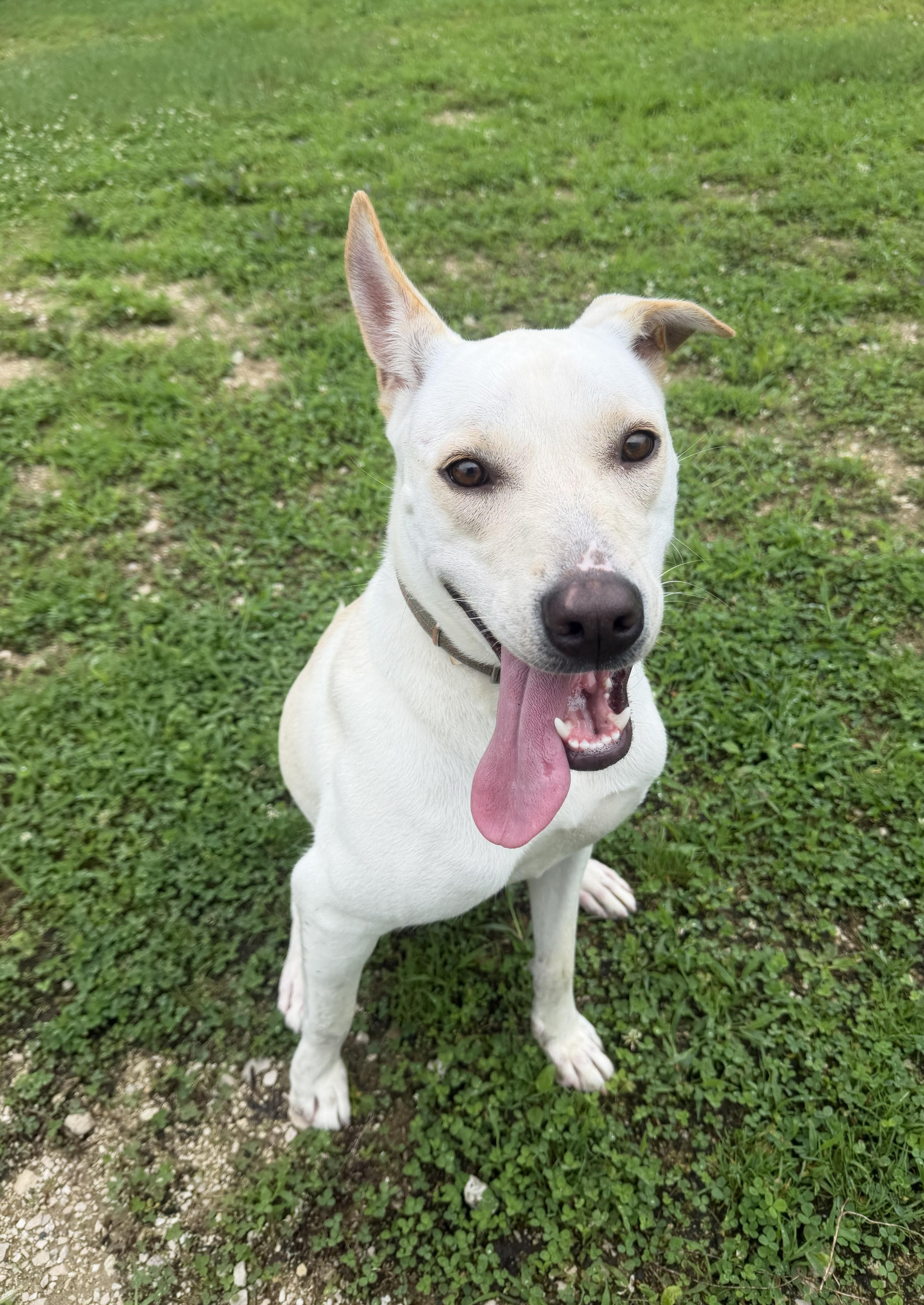 Enlarge Gia, a Adoptable mixed breed in Grayslake, IL image 2/4