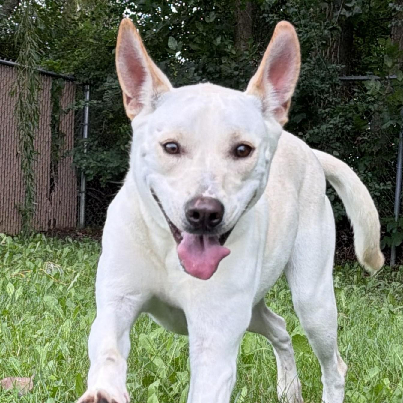 Gia, ADOPTABLE, Adult Female Yellow Labrador Retriever.