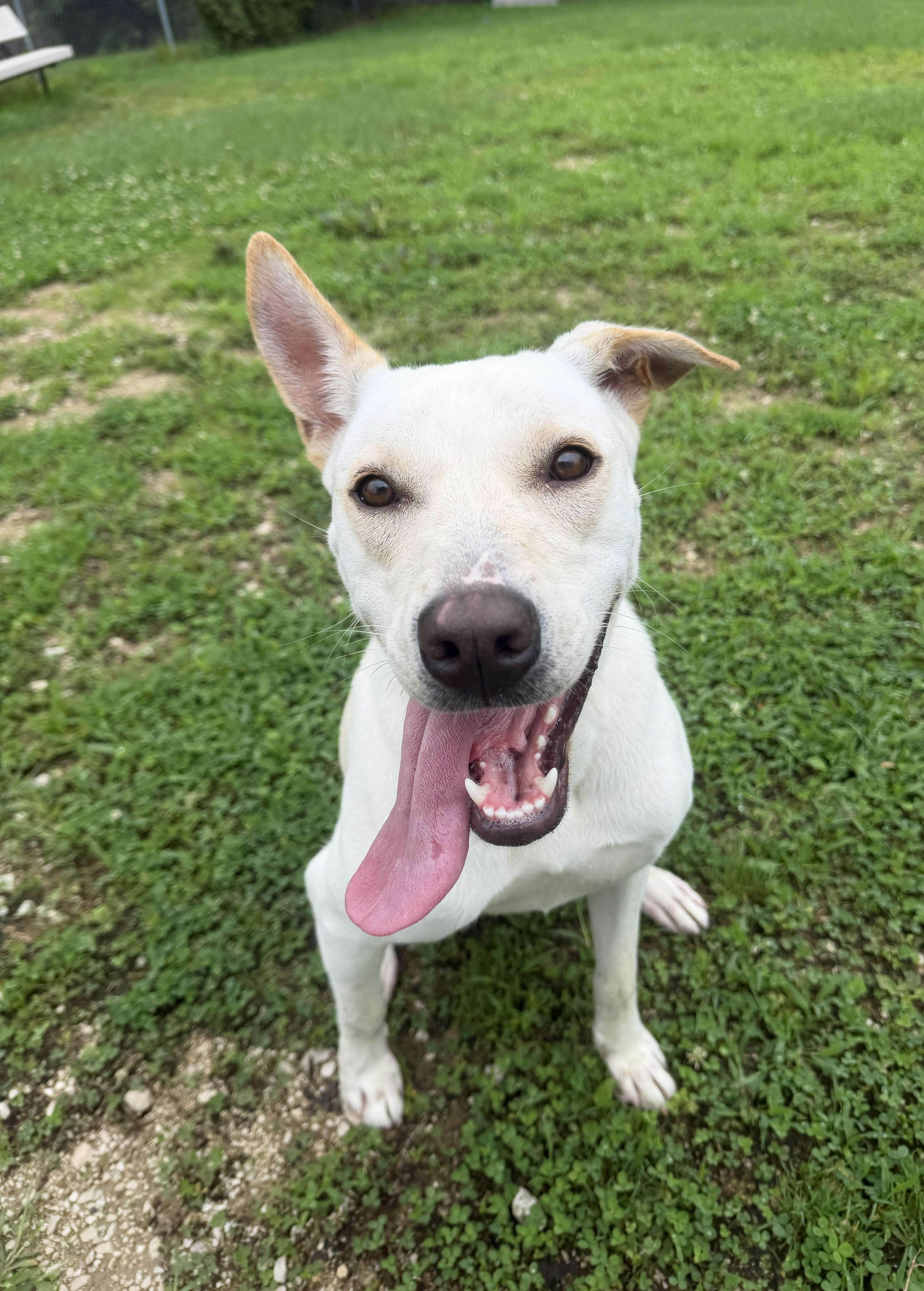 Enlarge Gia, a Adoptable mixed breed in Grayslake, IL image 4/4