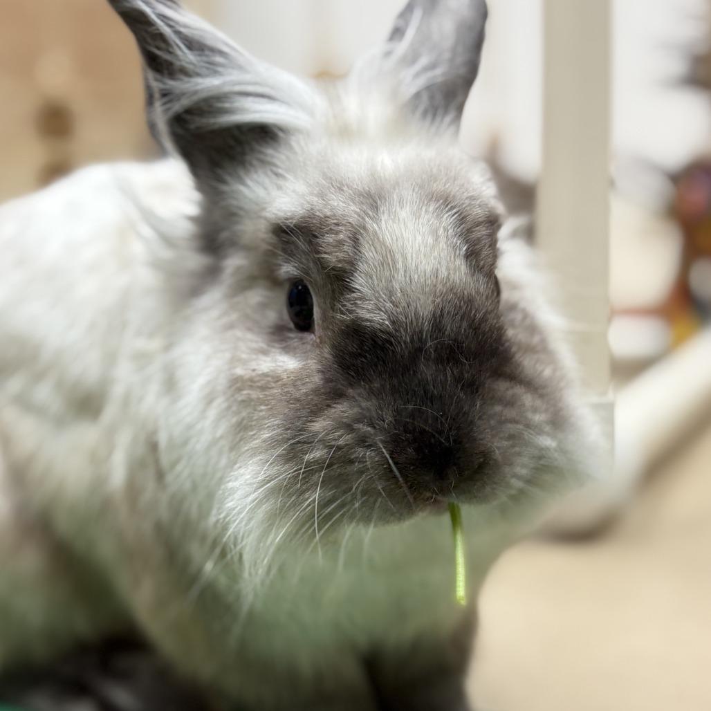 Enlarge Ruger, a Adoptable Lionhead in Pittsburgh, PA image 1/6