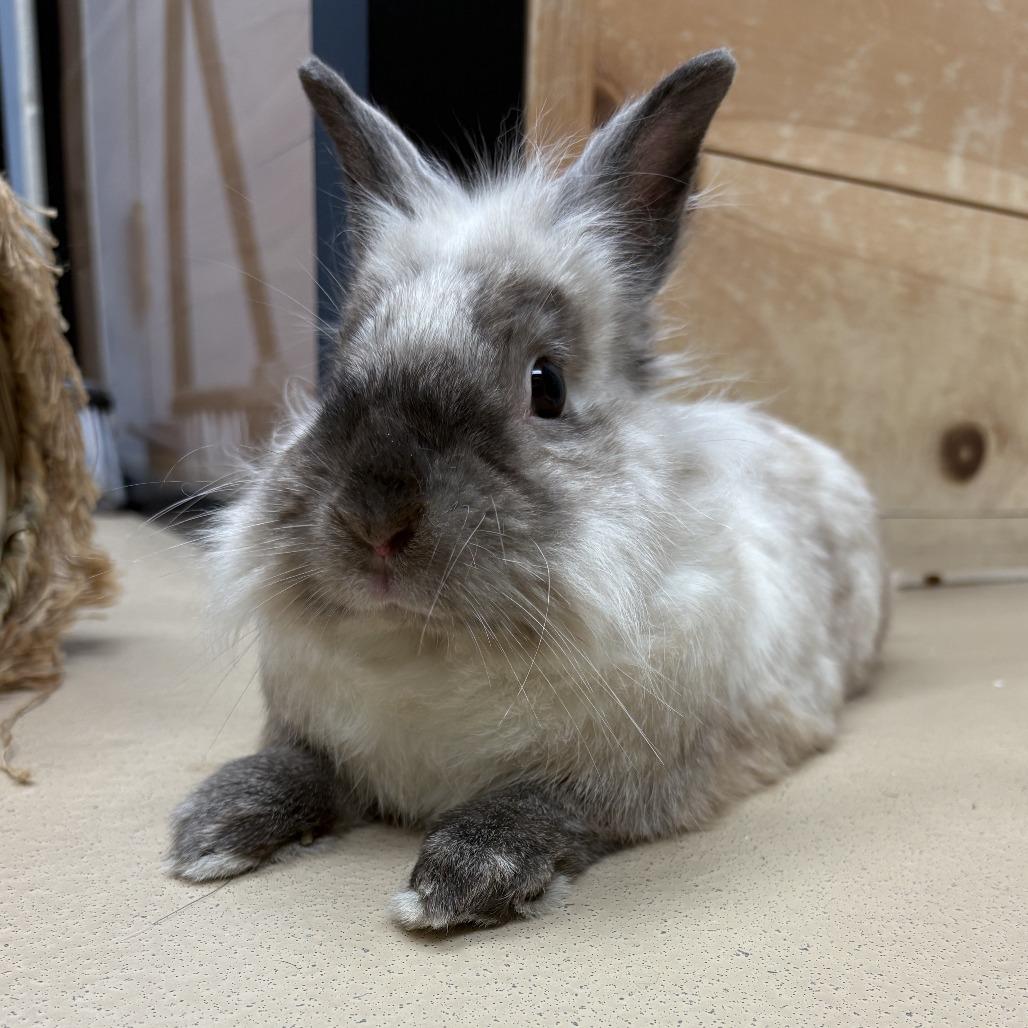 Enlarge Ruger, a Adoptable Lionhead in Pittsburgh, PA image 2/6