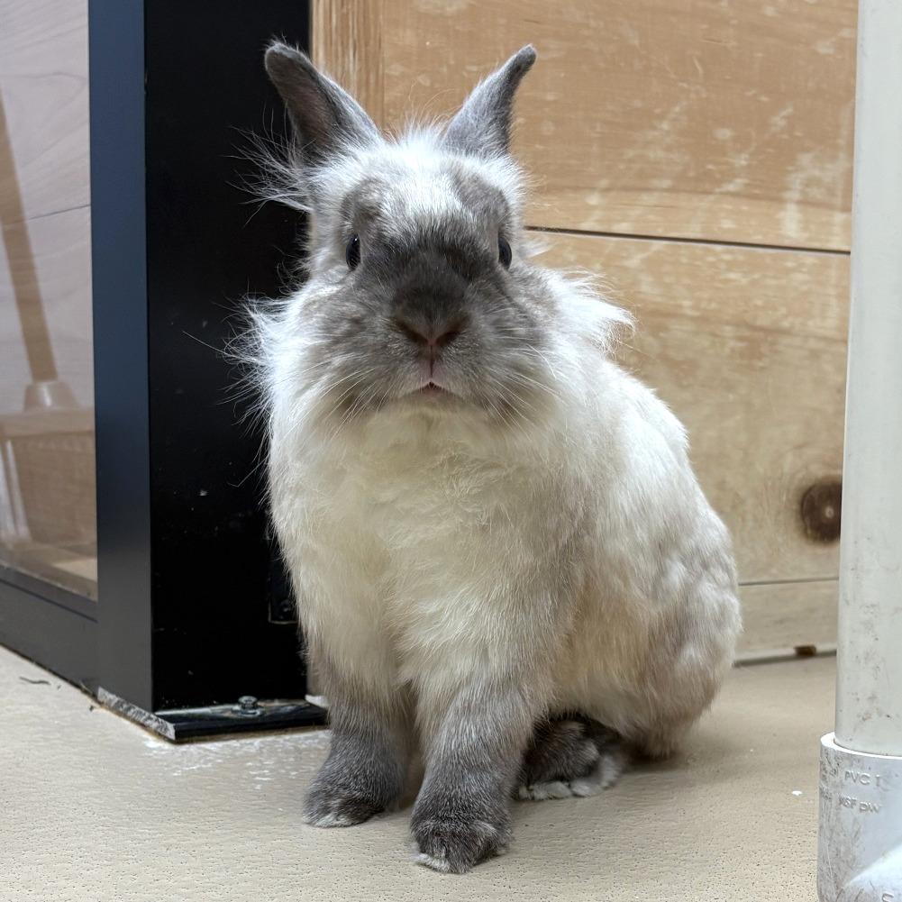 Enlarge Ruger, a Adoptable Lionhead in Pittsburgh, PA image 3/6