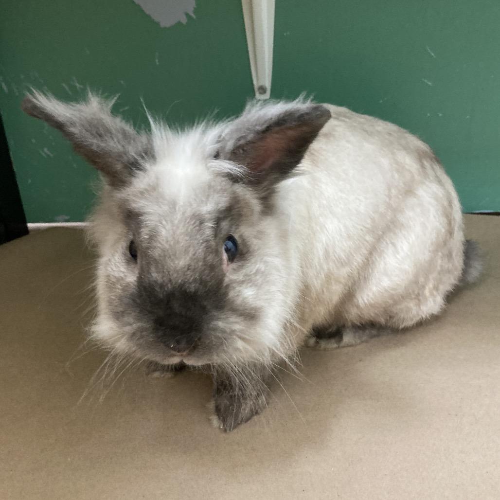 Enlarge Ruger, a Adoptable Lionhead in Pittsburgh, PA image 4/6