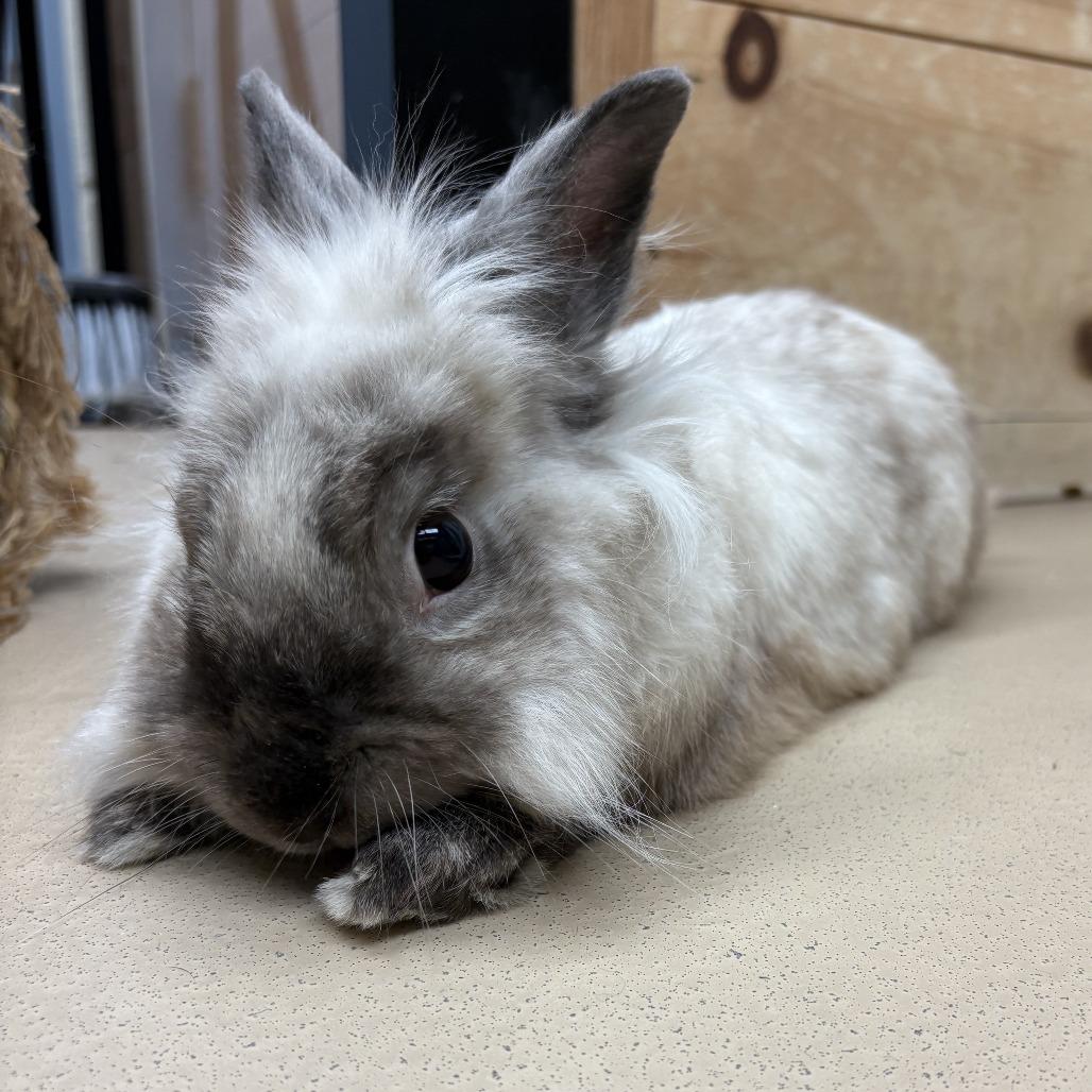 Enlarge Ruger, a Adoptable Lionhead in Pittsburgh, PA image 5/6