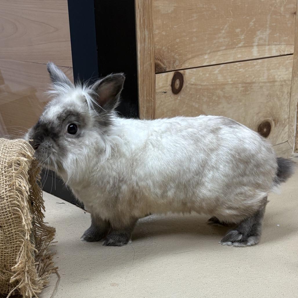 Enlarge Ruger, a Adoptable Lionhead in Pittsburgh, PA image 6/6