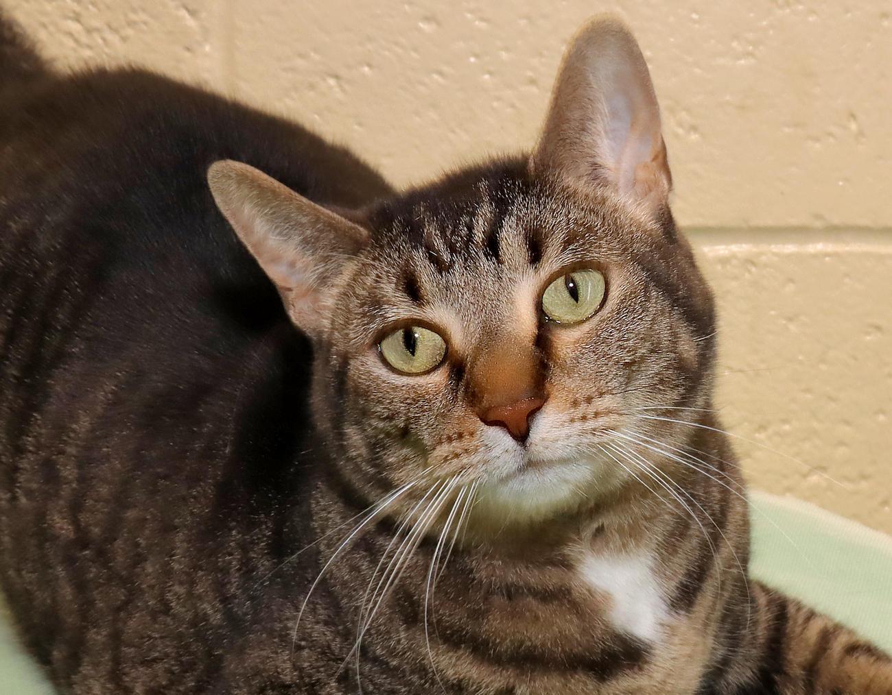 Enlarge Selena, an adopted Tabby in Euclid, OH image 1/6