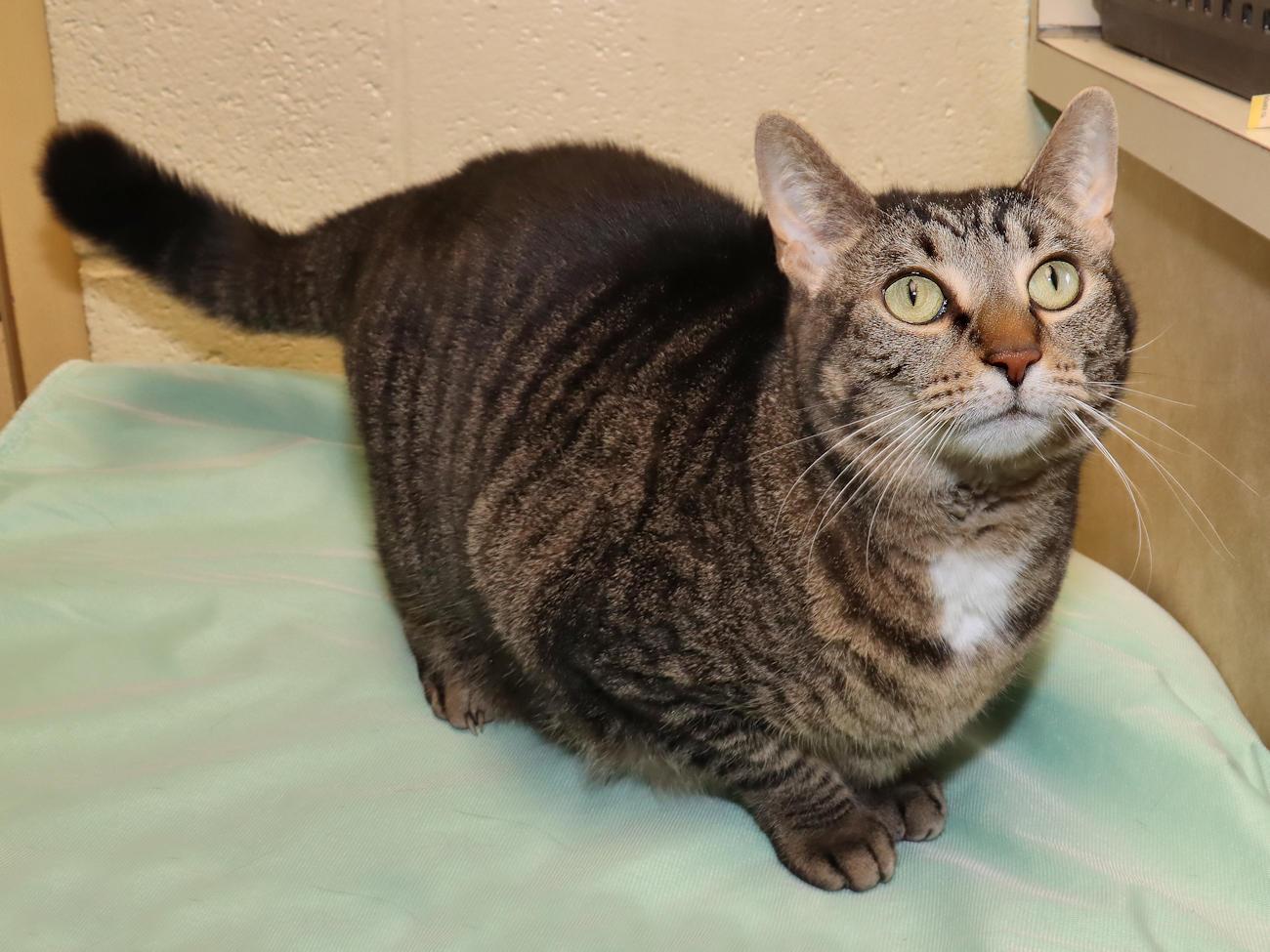 Enlarge Selena, an adopted Tabby in Euclid, OH image 5/6