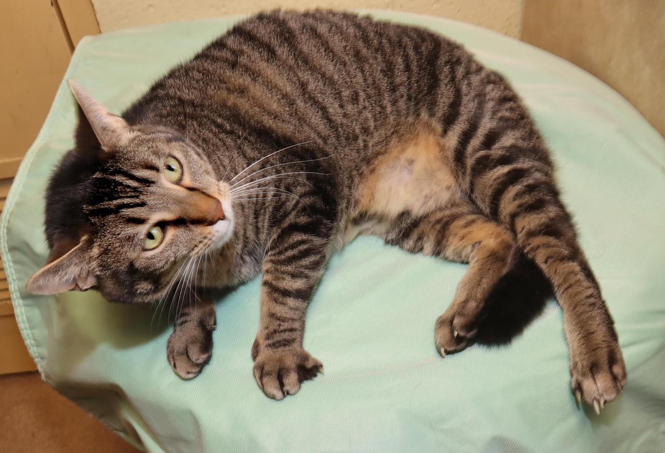 Enlarge Selena, an adopted Tabby in Euclid, OH image 4/6