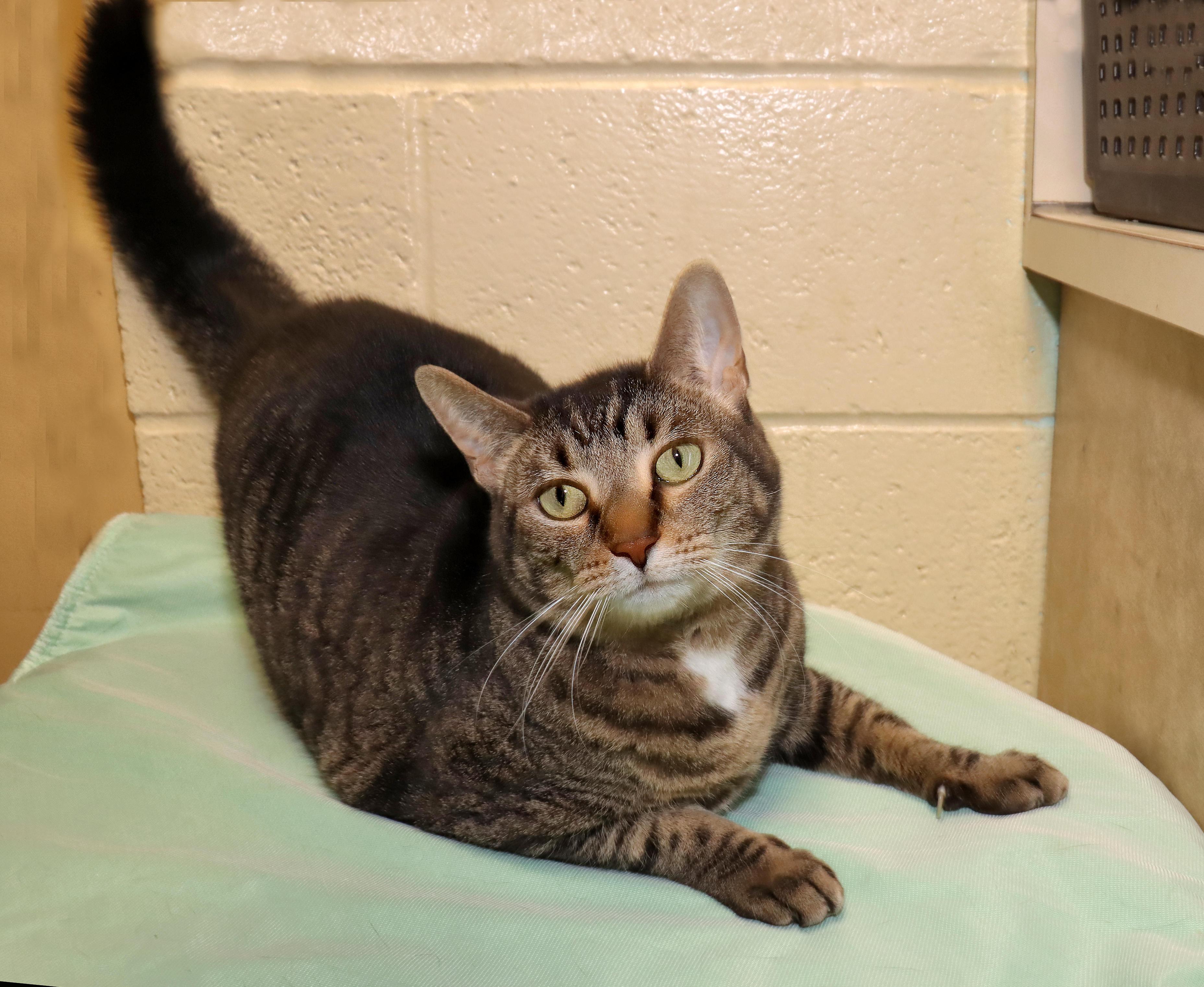 Enlarge Selena, an adopted Tabby in Euclid, OH image 3/6