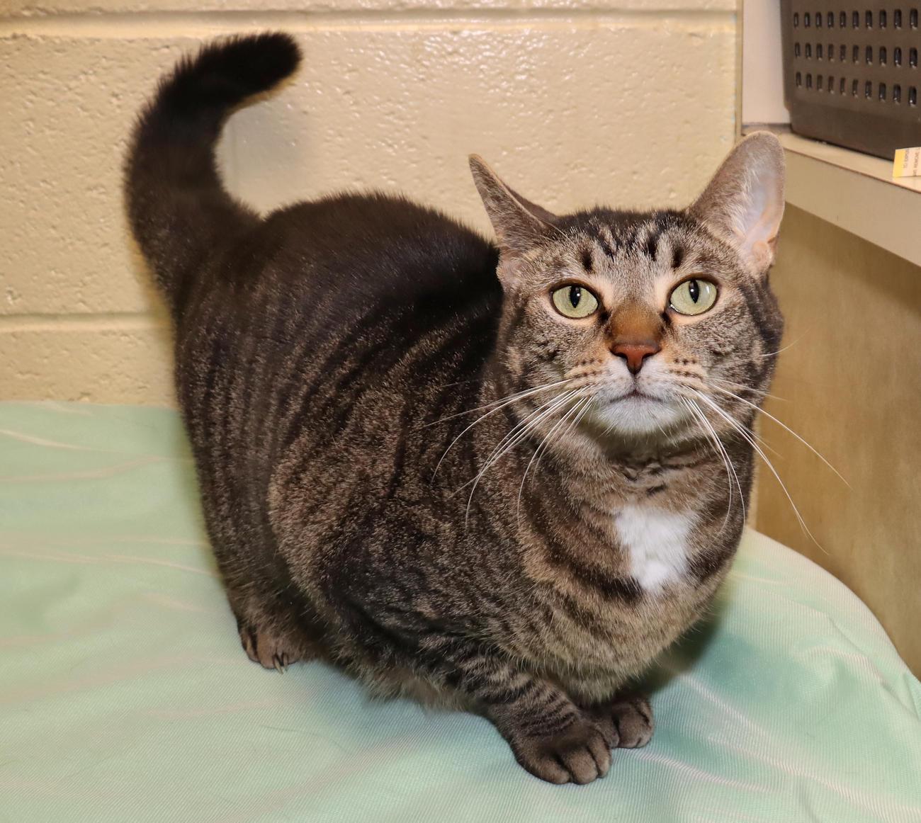 Enlarge Selena, an adopted Tabby in Euclid, OH image 6/6