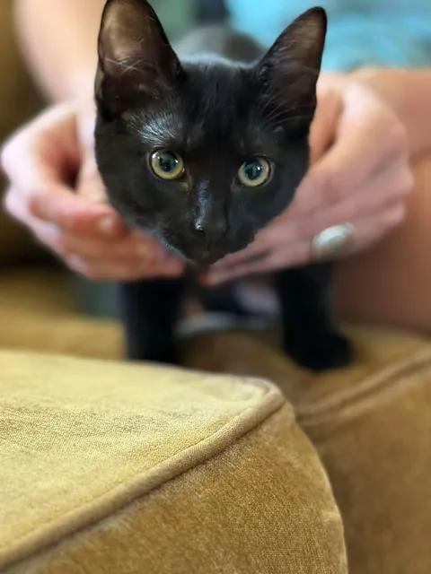Enlarge Dopey, an adoptable Domestic Short Hair in Johnson City, TN image 1/2