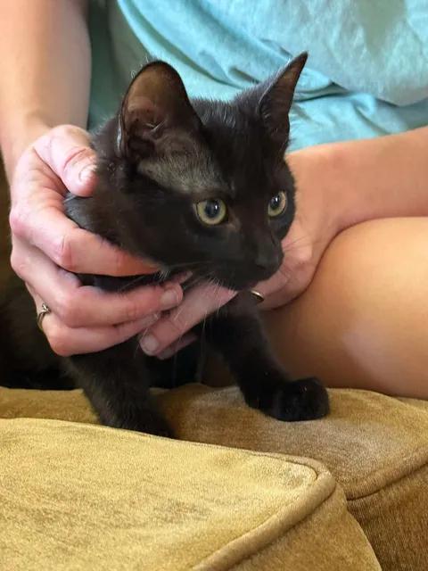 Enlarge Dopey, an adoptable Domestic Short Hair in Johnson City, TN image 2/2