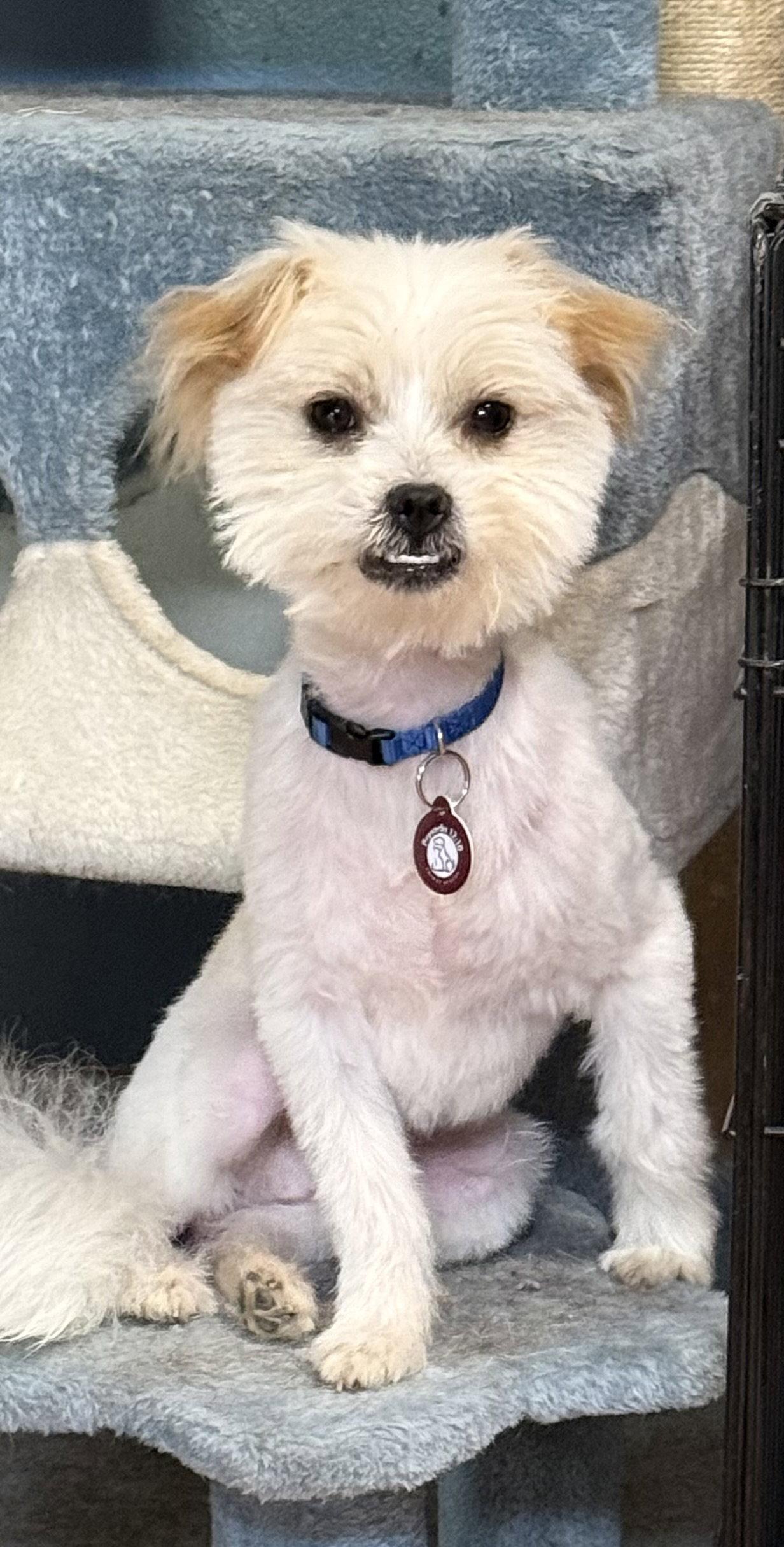 Enlarge Wilson, a Adopted mixed breed in Nashville, TN image 1/3