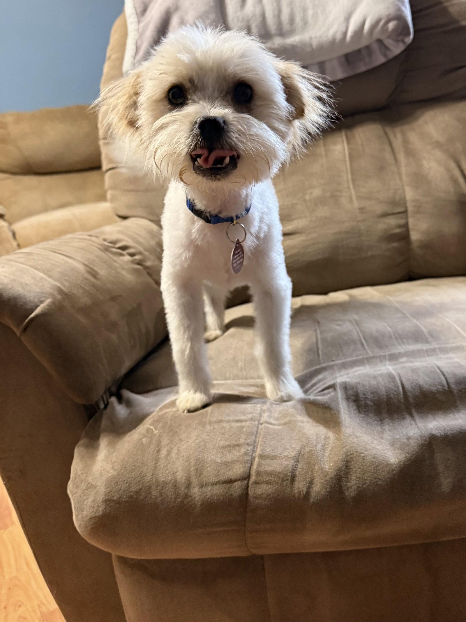 Enlarge Wilson, a Adopted mixed breed in Nashville, TN image 2/3