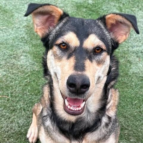 Brendy, a Adoptable mixed breed in Buffalo, NY image 2/4
