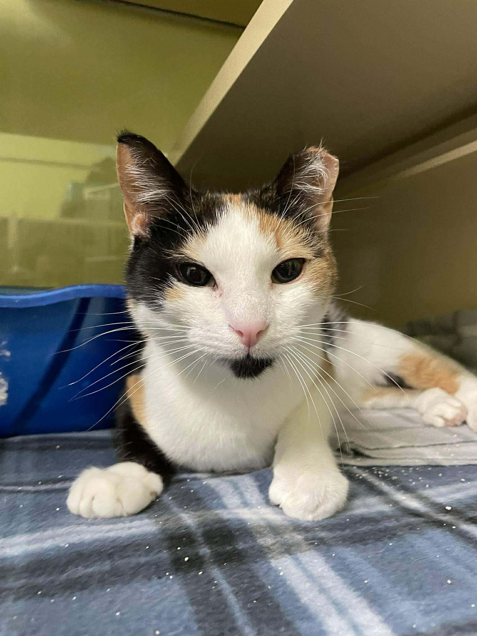 Chloe AND Zoey, Adoptable, Young Female Domestic Short Hair.