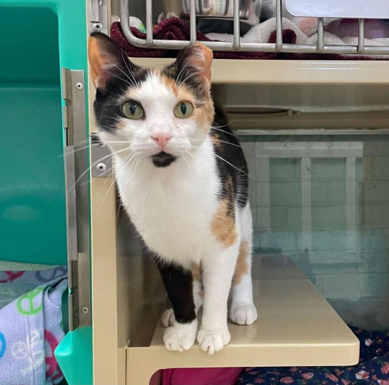 Enlarge Chloe AND Zoey, a Adoptable Domestic Short Hair in Gonic, NH image 2/3