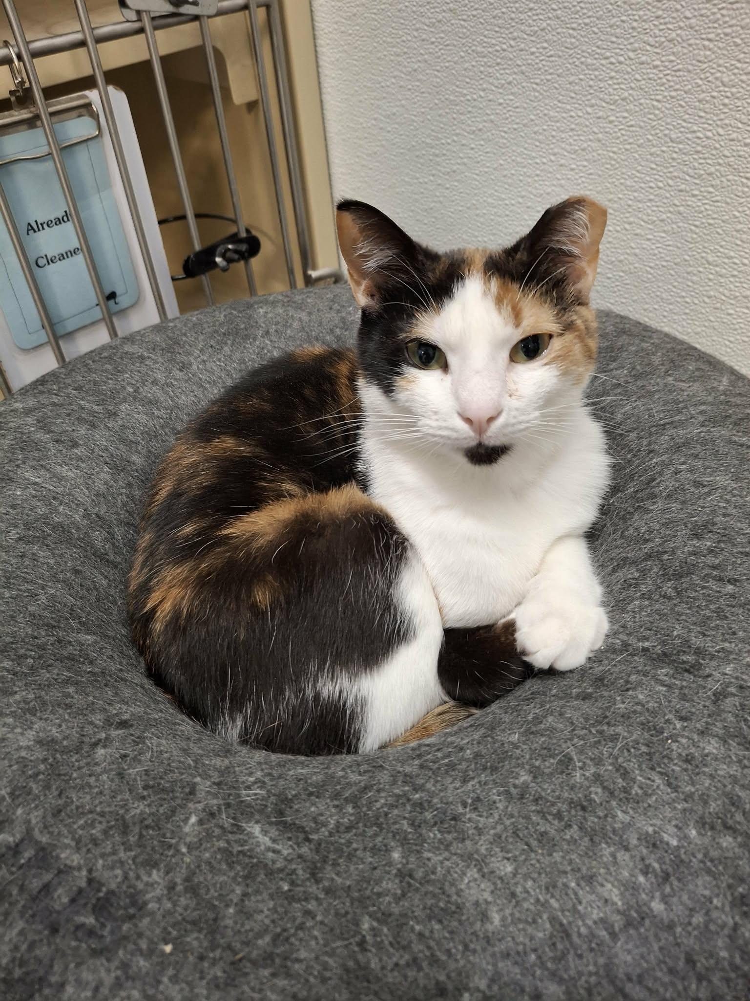 Enlarge Chloe AND Zoey, a Adoptable Domestic Short Hair in Gonic, NH image 1/3