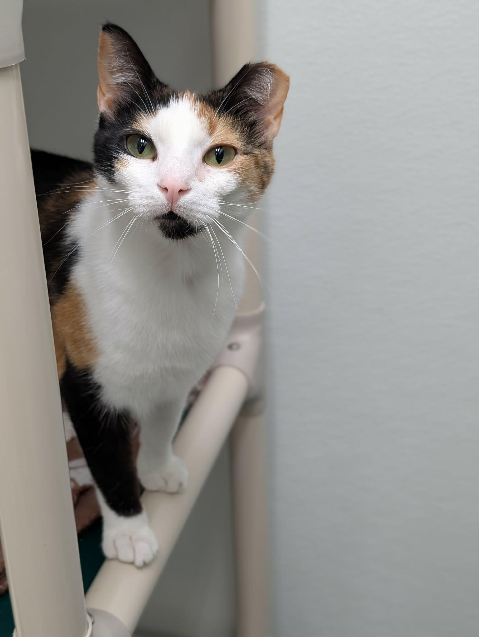 Enlarge Chloe AND Zoey, a Adoptable Domestic Short Hair in Gonic, NH image 3/3