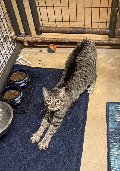 Cary, Adoptable, Kitten Female Domestic Short Hair & Manx.