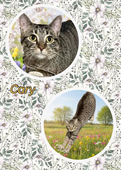 Enlarge Cary, a Adoptable mixed breed in Wilkesboro, NC image 1/3