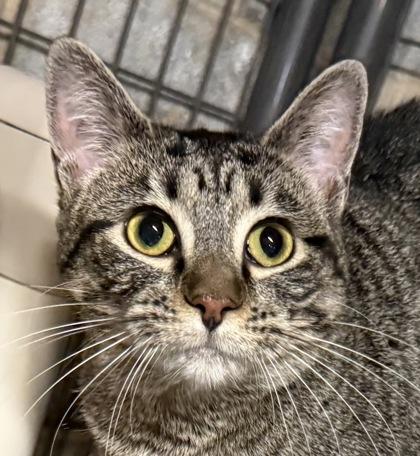 Enlarge Cary, a Adoptable mixed breed in Wilkesboro, NC image 3/3