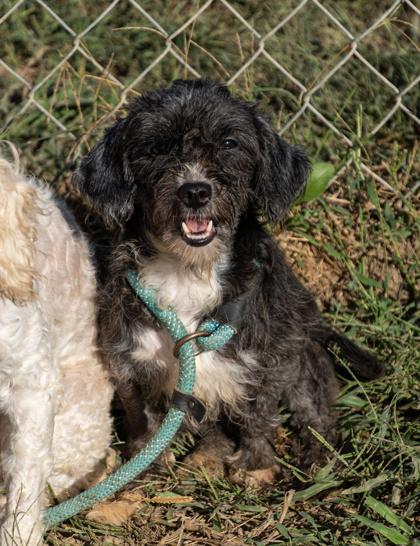 Enlarge Eve, a Adoptable mixed breed in Yellville, AR image 2/3