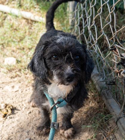 Eve, Adoptable, Adult Female Poodle (Toy).