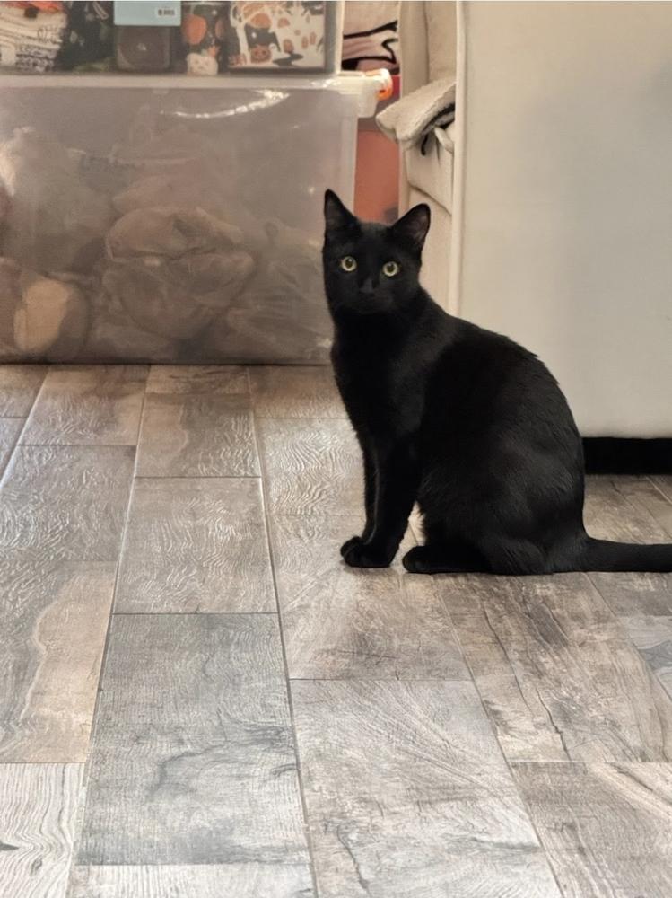 Enlarge Binx, a Adoptable Domestic Short Hair in Ruskin, FL image 2/3