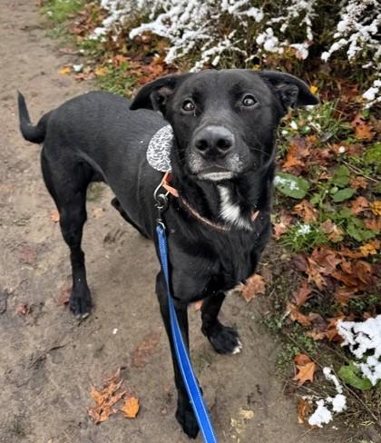Enlarge Charlie, a Adoptable mixed breed in Twinsburg, OH image 1/3
