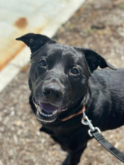 Charlie, a Adoptable mixed breed in Twinsburg, OH image 2/3