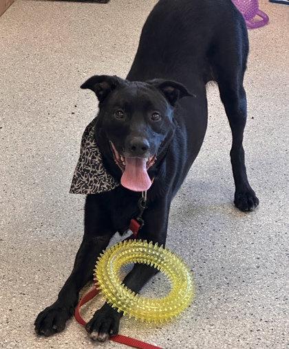 Charlie, Adoptable, Adult Male Retriever & Mixed Breed.
