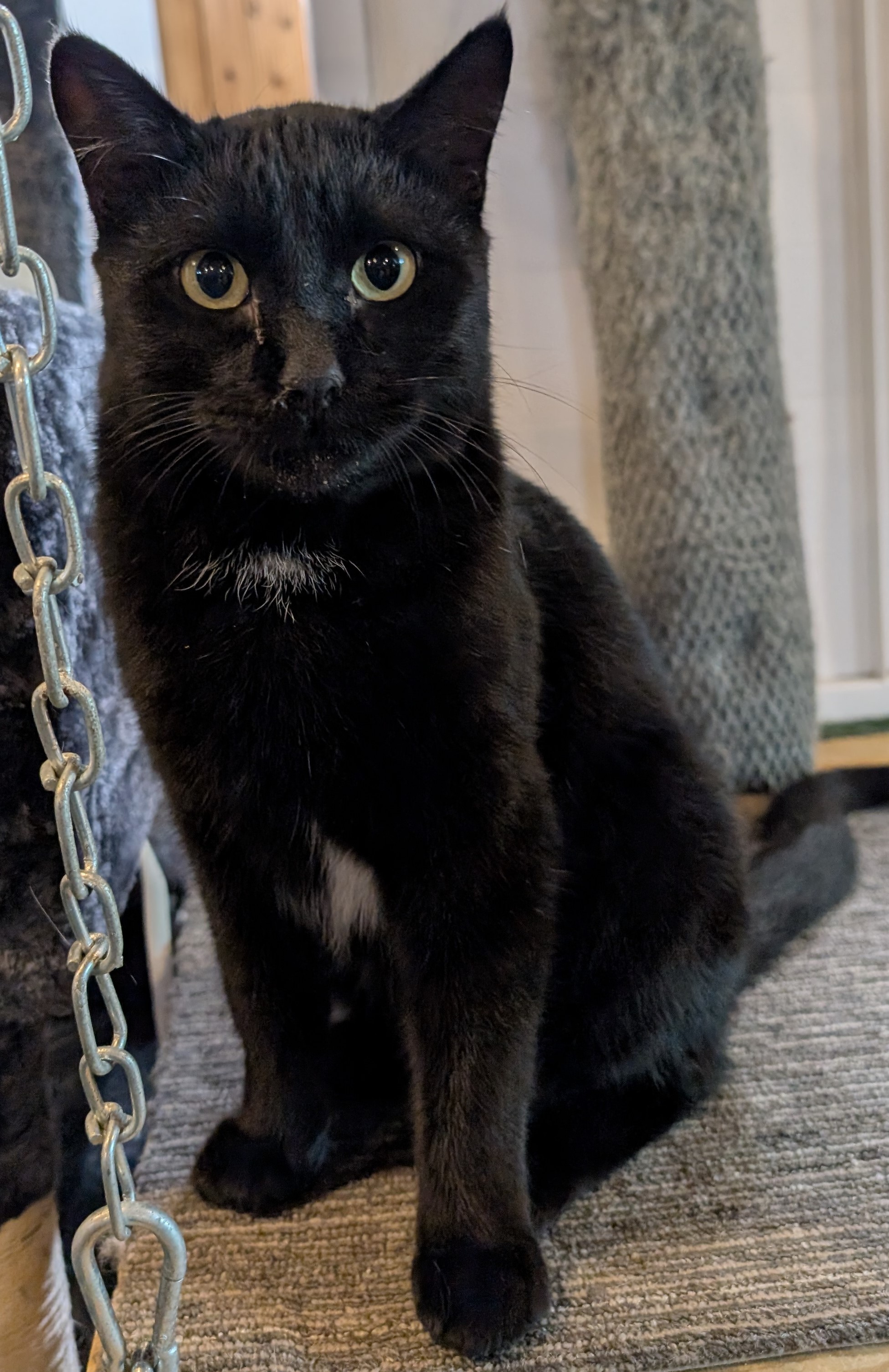 Radar, Adopted, Young Male American Shorthair.