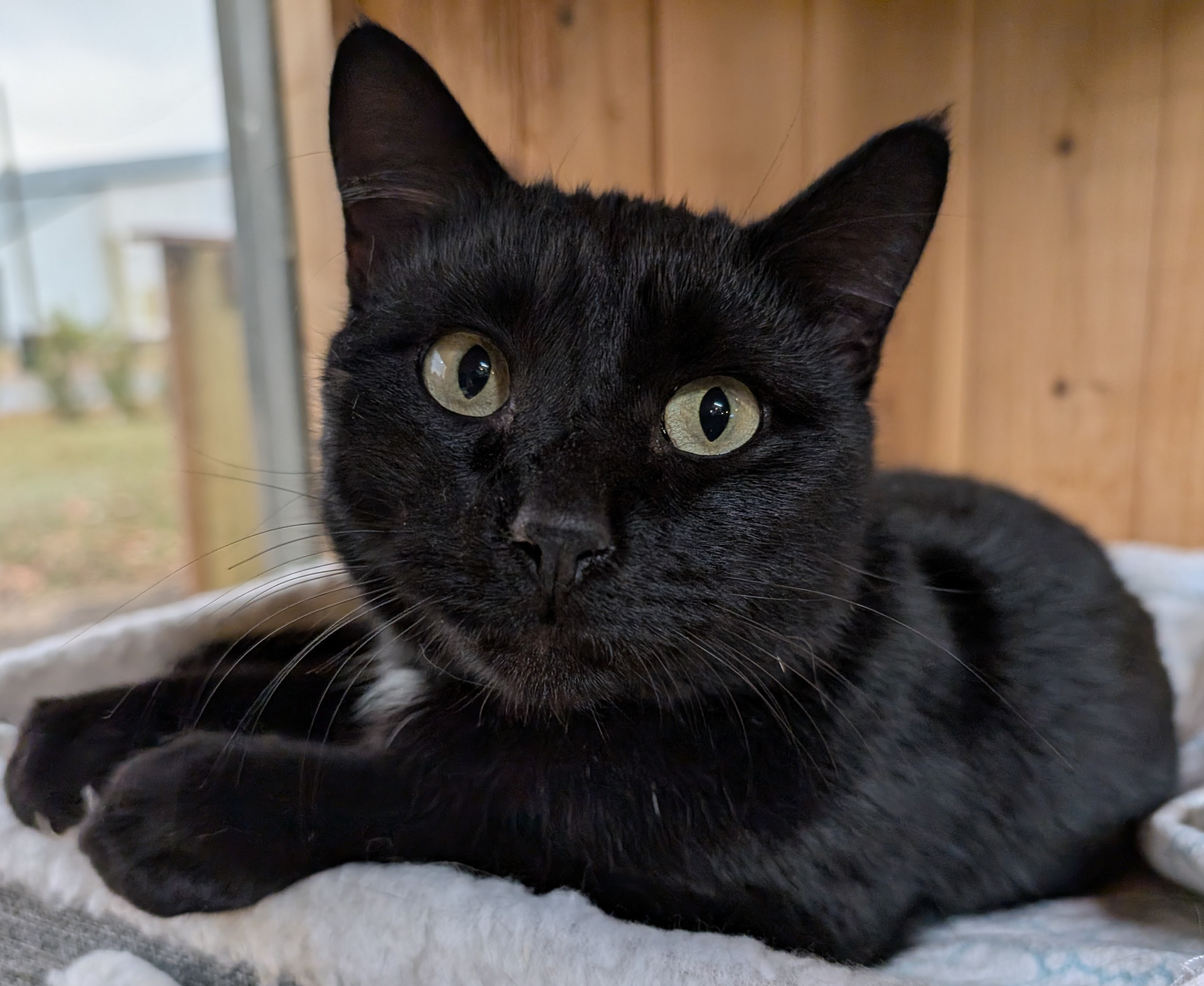 Enlarge Radar, a Adopted mixed breed in Milbank, SD image 2/3