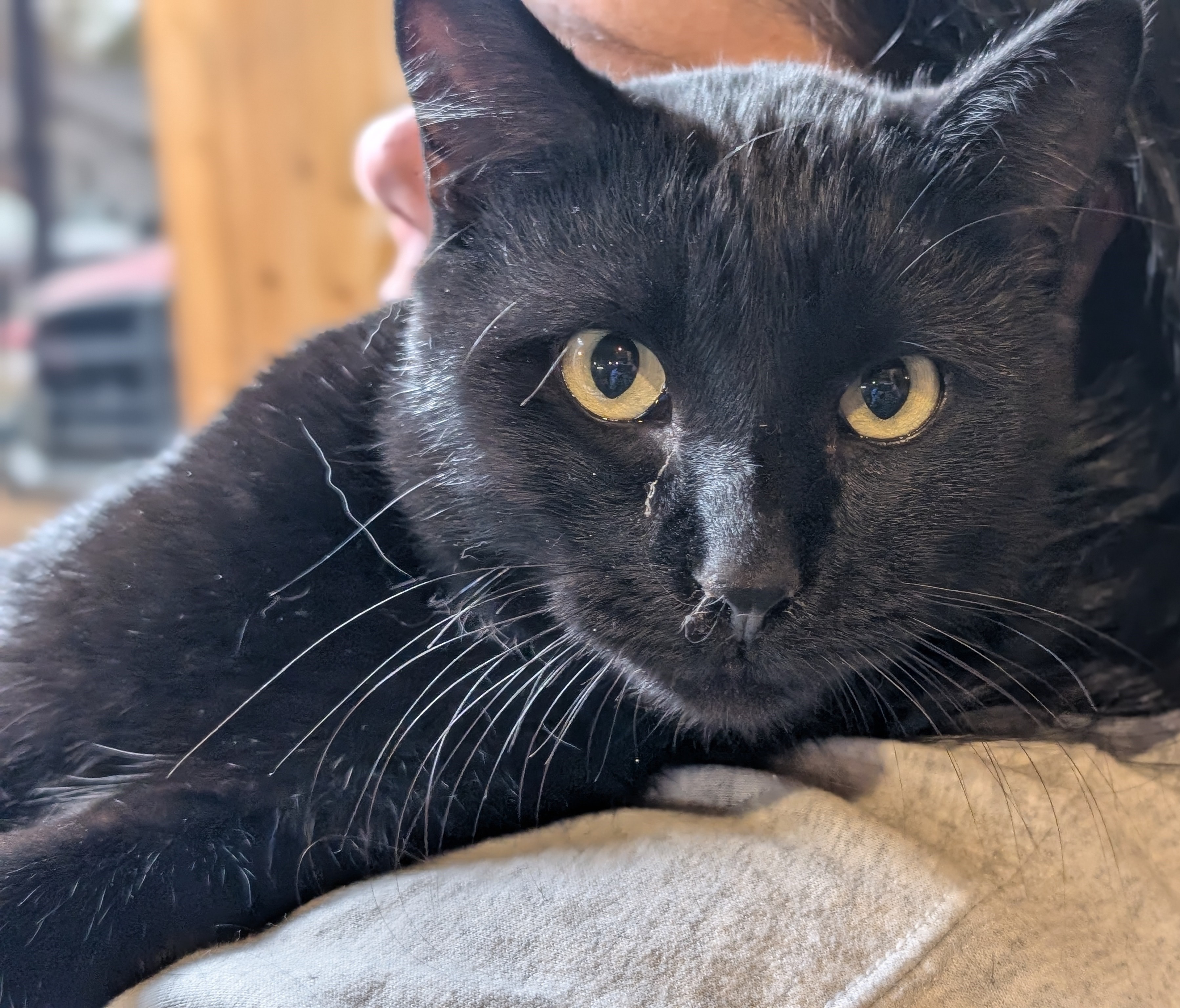 Enlarge Radar, a Adopted mixed breed in Milbank, SD image 3/3