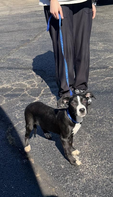 Enlarge Lacoste, a Adoptable mixed breed in Arlington Heights, IL image 2/4
