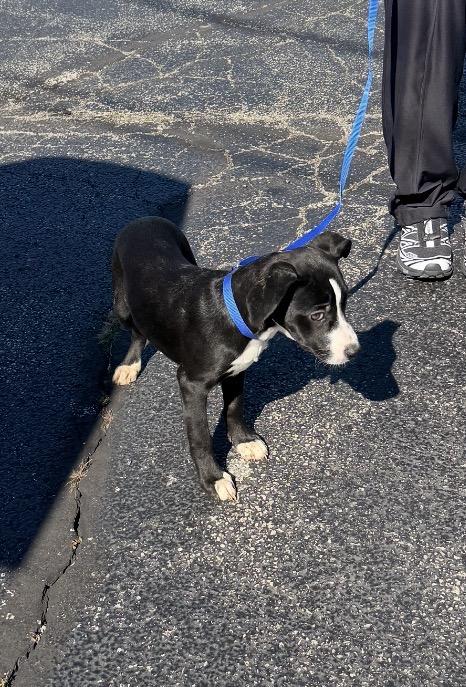 Enlarge Lacoste, a Adoptable mixed breed in Arlington Heights, IL image 3/4
