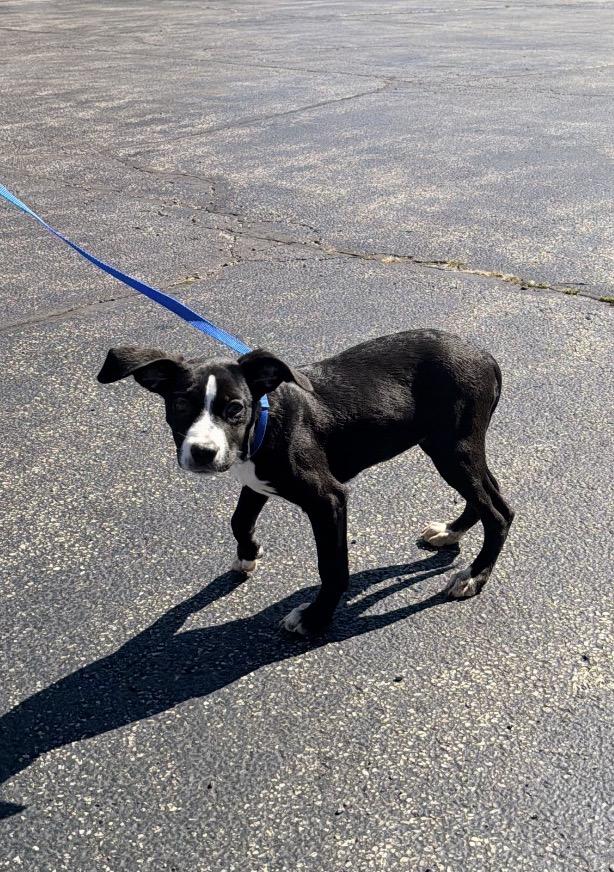 Lacoste, Adoptable, Puppy Female Labrador Retriever & Border Collie.