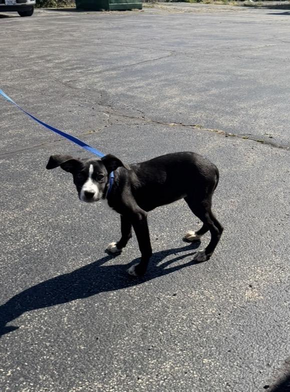 Enlarge Lacoste, a Adoptable mixed breed in Arlington Heights, IL image 4/4