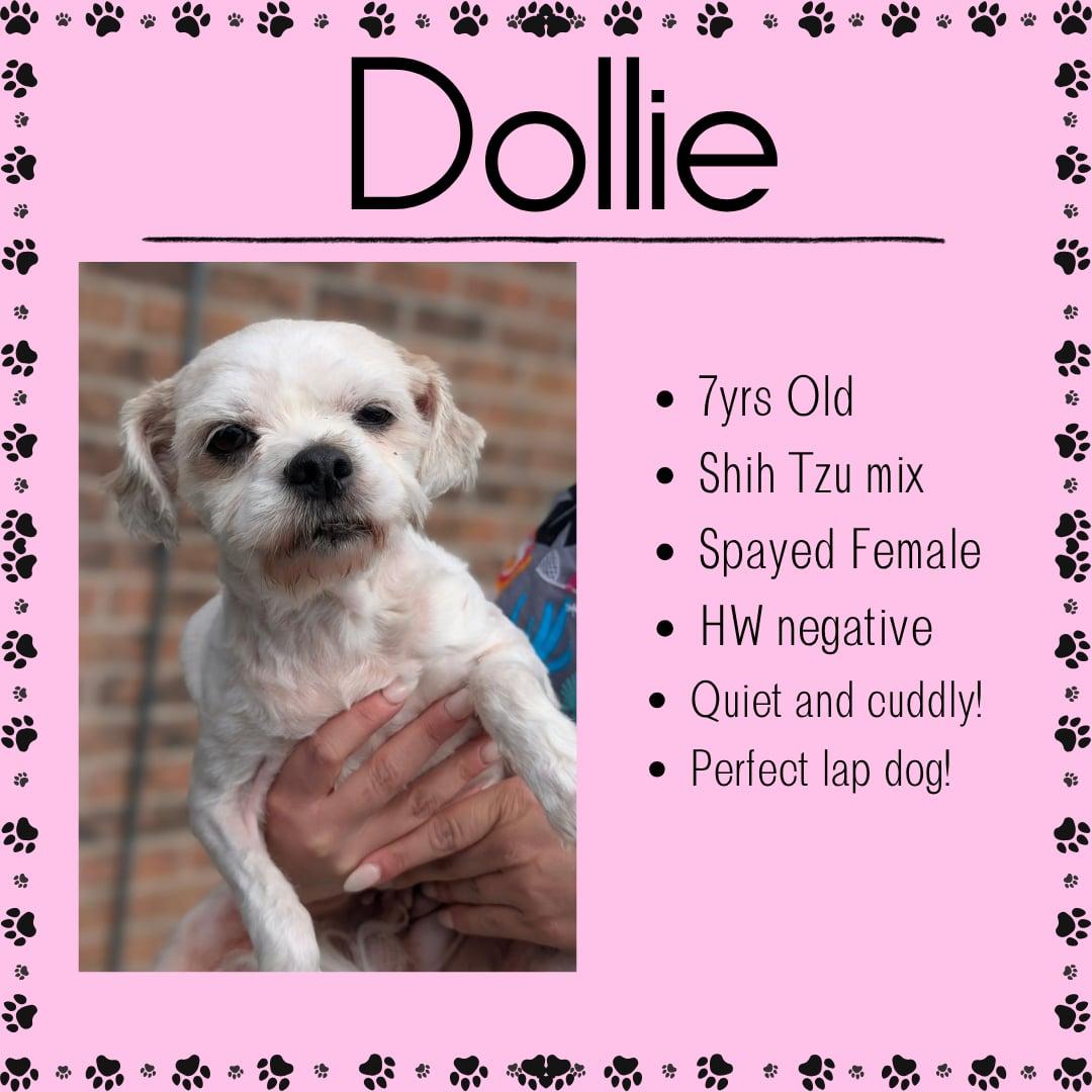 Enlarge Dollie, a ADOPTABLE mixed breed in Junction City, KS image 1/1
