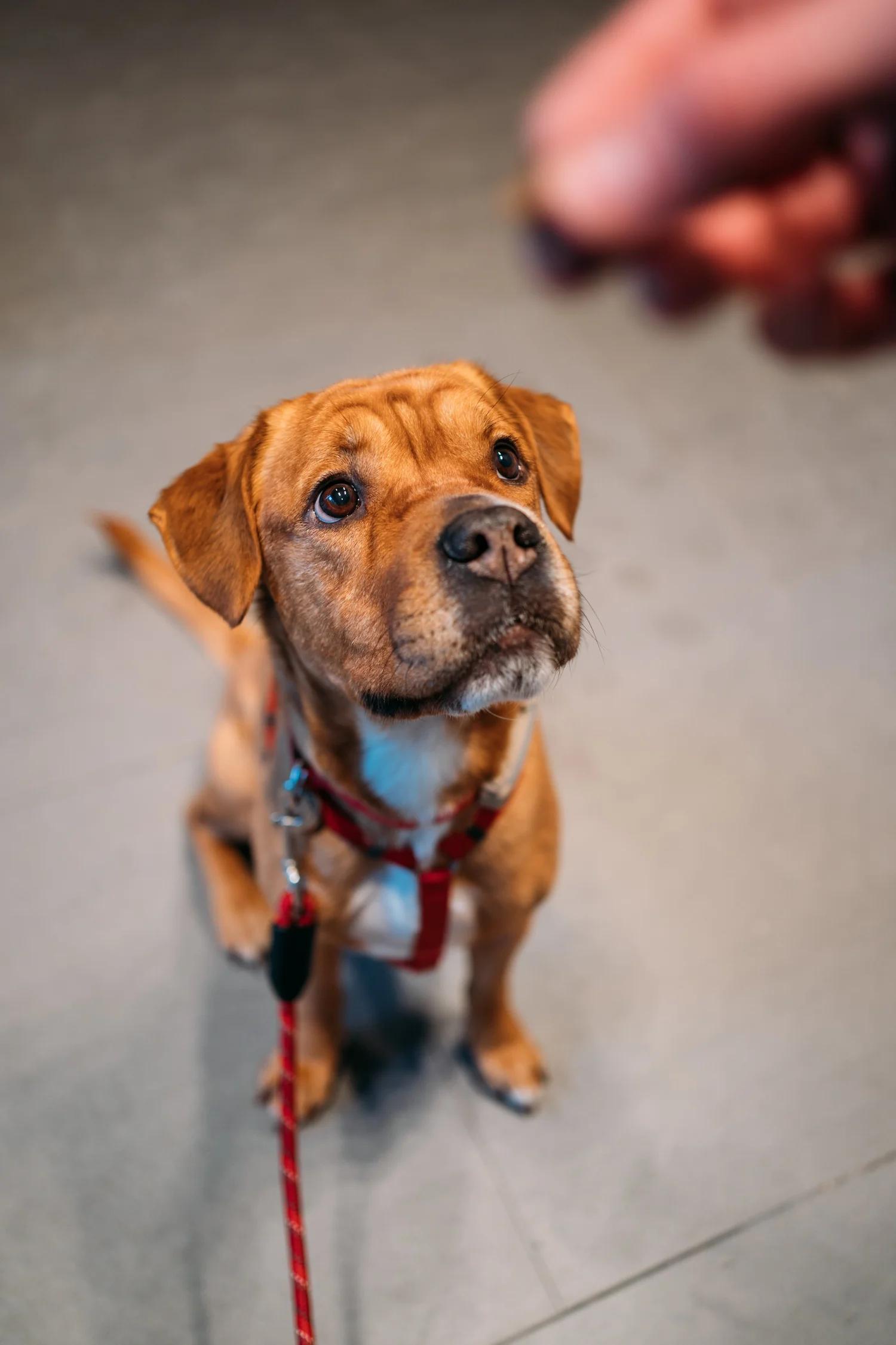 Enlarge MARGO, an adopted Mixed Breed in North York, ON image 5/6