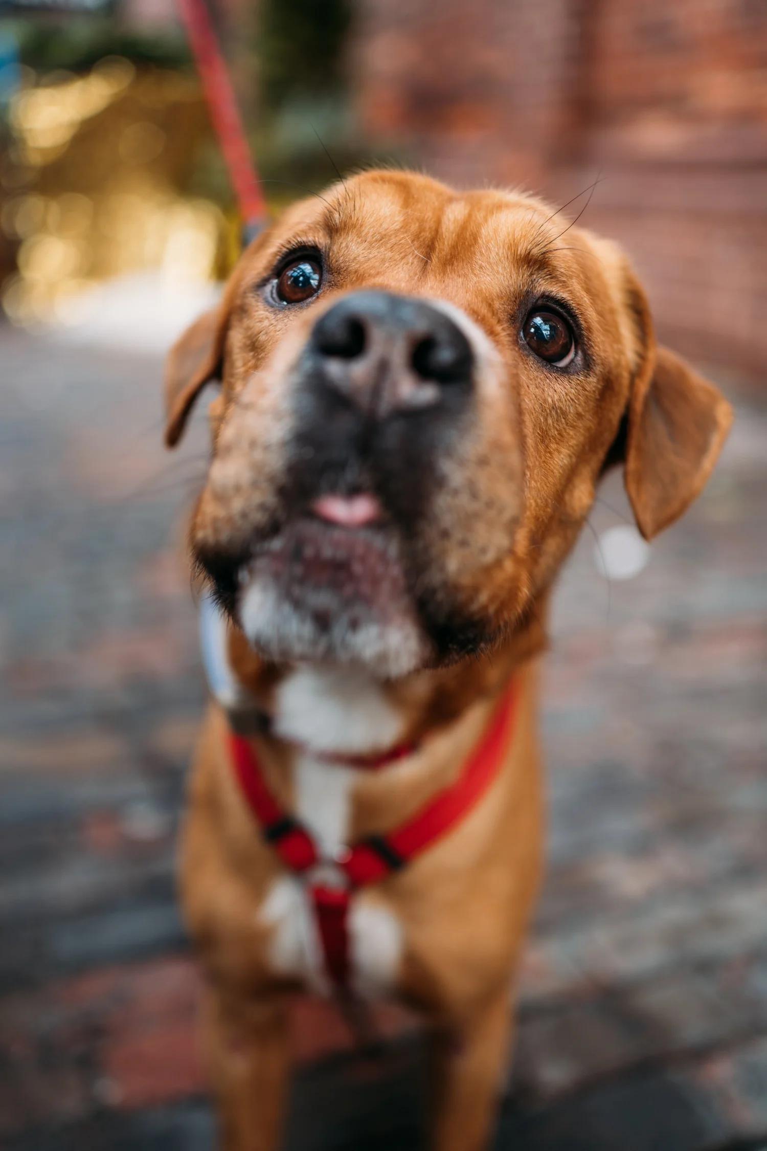 Enlarge MARGO, an adopted Mixed Breed in North York, ON image 6/6