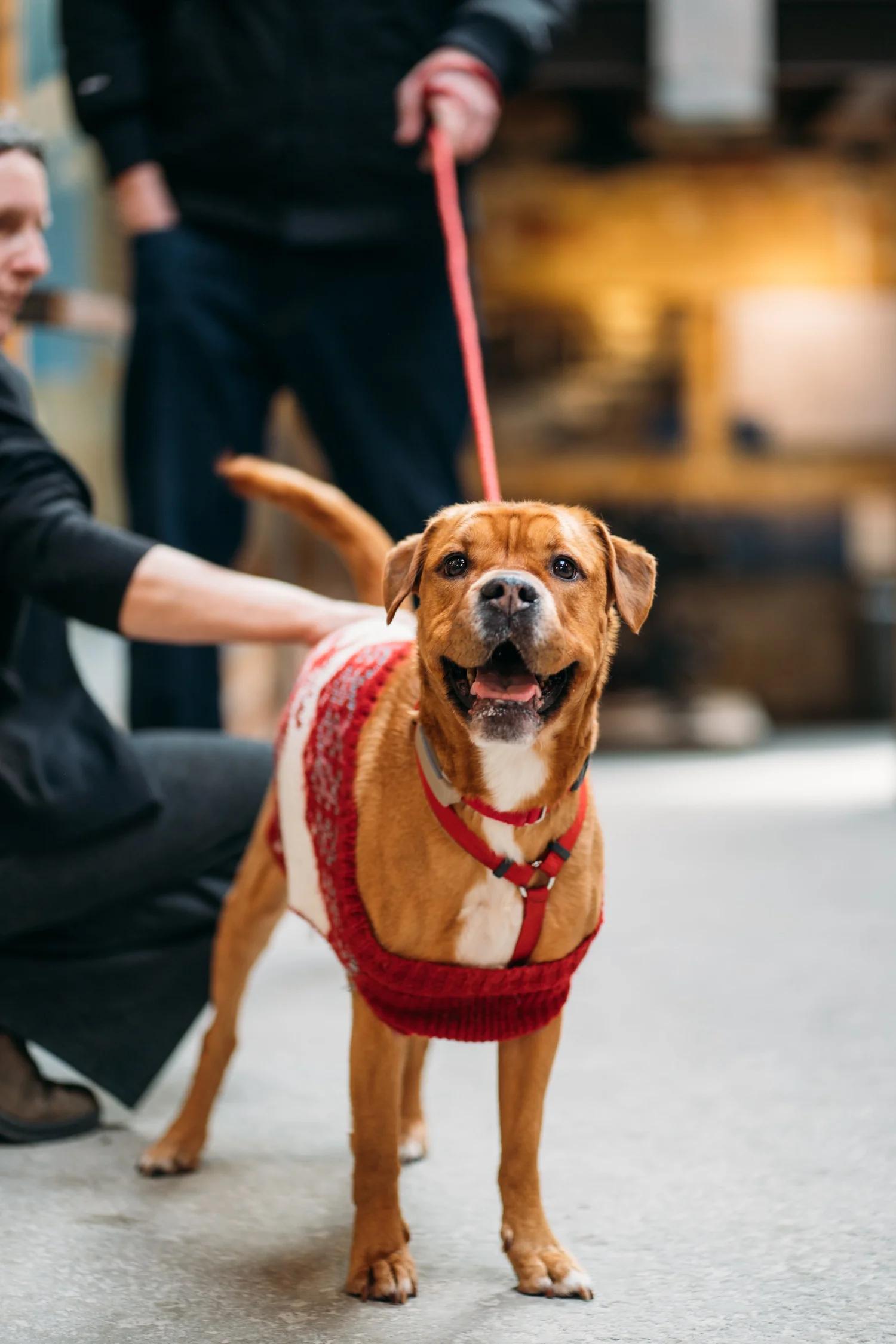 Enlarge MARGO, an adopted Mixed Breed in North York, ON image 2/6
