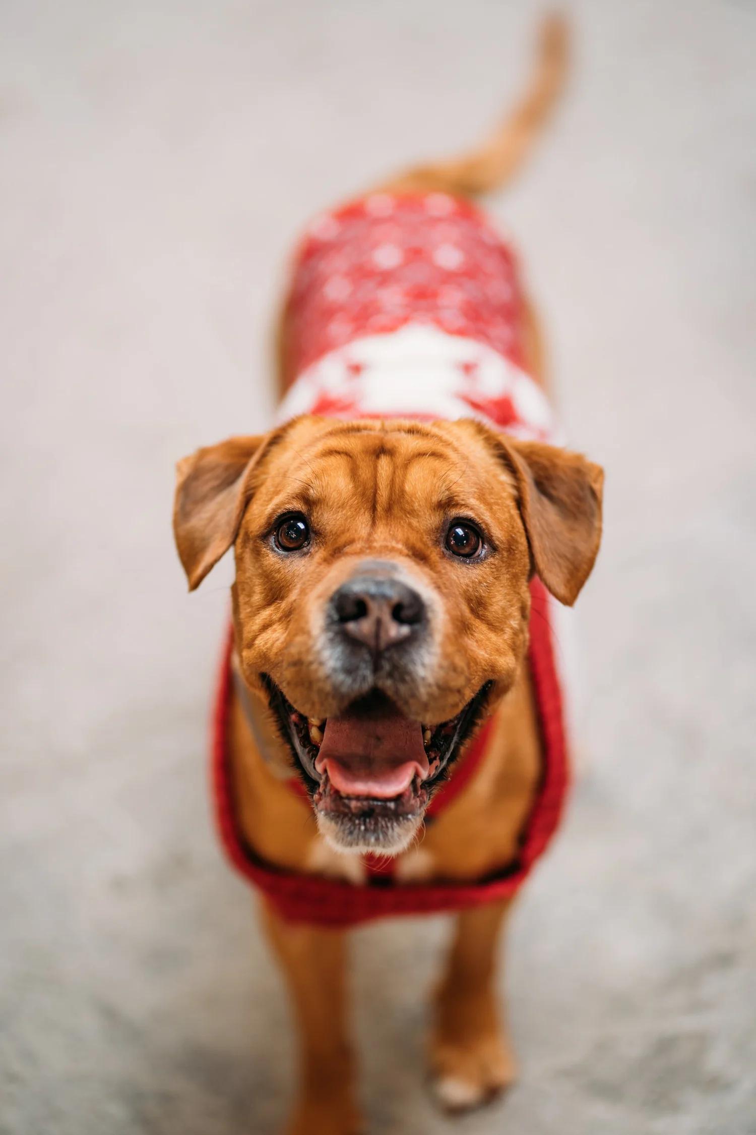 Enlarge MARGO, an adopted Mixed Breed in North York, ON image 1/6